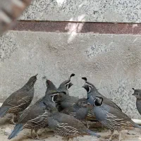 بلدرچین کالیفرنیایی بالغ|حیوانات مزرعه|تهران, دولاب|دیوار