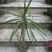 باغبانی|گل و گیاه طبیعی|لاهیجان, فیاض|دیوار
