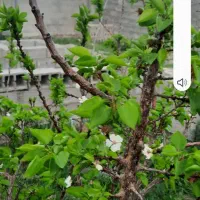 فروش خانه باغ در روستای سرپشت دهبکری|فروش خانه و ویلا|بم, |دیوار