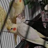 عروس هلندی نر وماده