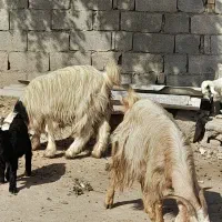 2 بز و  2.  بیگ نر وماده|حیوانات مزرعه|شوشتر, |دیوار