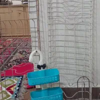 آبچکان واستند و...|آبچکان و نظمدهنده ظروف|اهواز, پردیس|دیوار