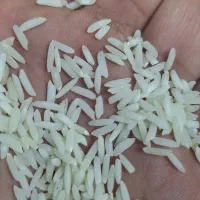 برنج هاشمی شمال|خوردنی و آشامیدنی|بندر ماهشهر, |دیوار