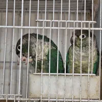 گرینچیک تراکویست یلوساید مولد