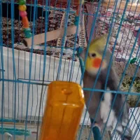 عروس هلندی
