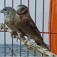 عروس هلندی .فنج نرگسی|پرنده|بندرعباس, |دیوار