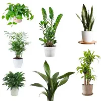 راهنمایی میکنم