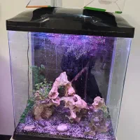 آکواریوم آکوا|ماهی|تهران, والفجر (افسریه)|دیوار