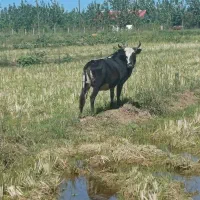 گاو گمشده مژدگانی خوب