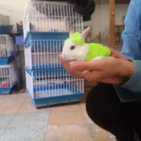 خرگوش مینیاتوری یک ماهه