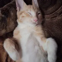 واگذاری گربه مهربان