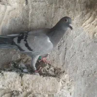 جوجه پلاکی هیچ پرگرفتنی جوجه نر|پرنده|اهواز, فرهنگ شهر|دیوار