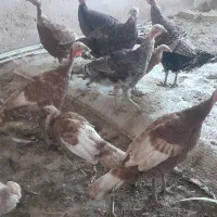 جهت آشنایی با این شماره تماس بگیرید|پرنده|تاکستان, |دیوار