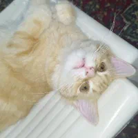 پیشی 4 ماهه|گربه|بندر انزلی, آخرخط|دیوار