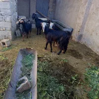 فروش بز|حیوانات مزرعه|داراب, |دیوار