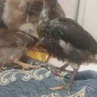 نیمچه و جوجه