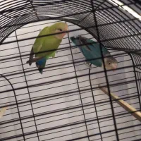 کوتوله برزیلی