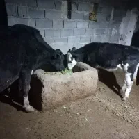 گاو شیری وگوساله و گاو ابستن