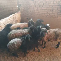 4راس میش با4راس بره ماده|حیوانات مزرعه|ورامین, ورامین|دیوار