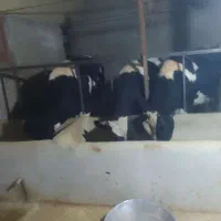 گوساله نر سالم