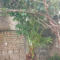 فروش نخل سرزنده و سالم