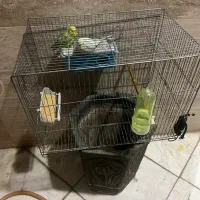 دو عدد مرغ عشق