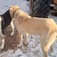 سرابی نر|سگ|نوبران, |دیوار