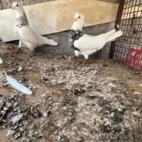 طوقی کرمانشاهی