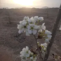 فروش زمین ۱۰۰۰ متری در امین‌آباد|فروش زمین و ملک کلنگی|اصفهان, امین‌آباد|دیوار