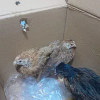 سه عددجوجه خروس محلی