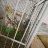 ۸ جفت با تخم و قفس و لوازم|پرنده|ساری, |دیوار