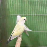 جفت کوتوله برزیلی