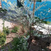 روزانه پارکینگ حیاط دربست ساعتی چند ساعت شبانه