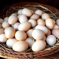 تخم مرغ محلی ارگانیک