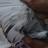 کفتر کوهی دم سفید|پرنده|اهواز, سلطانمنش|دیوار