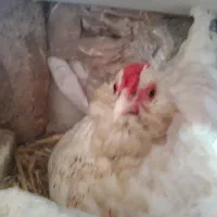 تخم مرغ نطفه دار و خوراکی