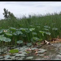 سگ شکاری پیونتر|سگ|شفت, |دیوار