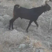پازن
