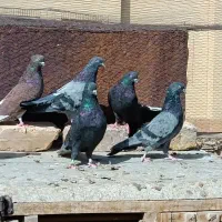 سه جفت نر ماده