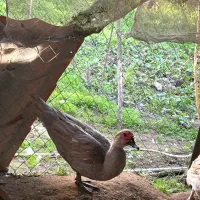 اردک نقره‌ای رنگ خاص|حیوانات مزرعه|آمل, |دیوار