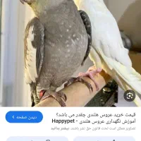 عروس هلندی گم شده|حیوانات|بهبهان, |دیوار