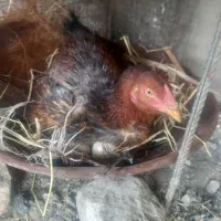 توضیحات بخونید تعدادی لاری مرغ وخروس