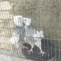 طوقی الماسی