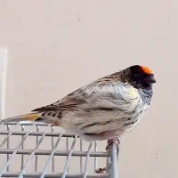 گلبسر دستی رام فوق شرور جفتی قناری و سهره سبز