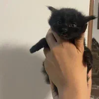 بچه گربه چشم آبی پرشین DSH