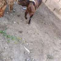 بززاییده وجوان
