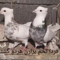 کبوتر زوردار|پرنده|کرمانشاه, |دیوار