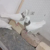 طوقی هفت رنگ|پرنده|کاشان, غربت|دیوار