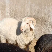 بره و قوچ و بره قوچی|حیوانات مزرعه|شهرضا, |دیوار