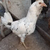 مرغ و خروس گلین